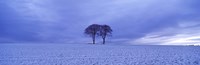 Twin trees in a snow covered landscape, Warter Wold, Warter, East Yorkshire, England Fine Art Print