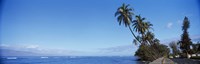 Palm trees on the coast, Lahaina, Maui, Hawaii, USA Fine Art Print
