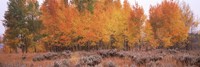 Jackson Hole in Autumn Fine Art Print