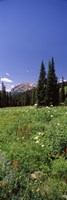 Wildflowers in a forest, Crested Butte, Gunnison County, Colorado, USA Fine Art Print