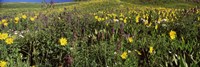 Wildflowers in a field, Crested Butte, Colorado Fine Art Print
