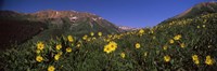 Wildflowers in a forest, Kebler Pass, Crested Butte, Gunnison County, Colorado, USA Fine Art Print