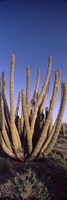 Organ Pipe Cacti, Organ Pipe Cactus National Monument, Arizona (horizontal) Fine Art Print