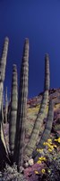 Close up of Organ Pipe cactus, Arizona Fine Art Print