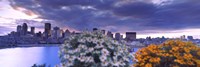 Blooming flowers with Montreal skyline, Quebec, Canada 2010 Fine Art Print