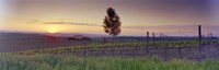 Tree in a vineyard, Val D'Orcia, Siena Province, Tuscany, Italy Fine Art Print