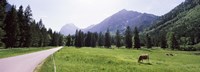 Cows grazing in a field, Karwendel Mountains, Risstal Valley, Hinterriss, Tyrol, Austria Fine Art Print