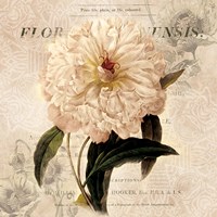 White Peony I Fine Art Print
