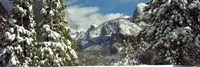 Snowy trees in winter, Yosemite Valley, Yosemite National Park, California, USA Fine Art Print