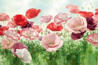 Poppies Pleasure Fine Art Print