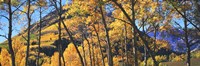 Aspen trees in autumn with mountain in the background, Maroon Bells, Elk Mountains, Pitkin County, Colorado, USA Fine Art Print