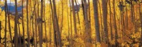 Autumn Aspen trees, Colorado, USA Fine Art Print