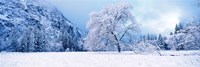 Snow covered oak trees in a valley, Yosemite National Park, California, USA Fine Art Print
