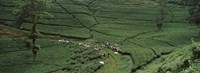 Tea plantation, Java, Indonesia Fine Art Print