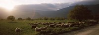 Flock of sheep grazing in a field, Feneos, Corinthia, Peloponnese, Greece Fine Art Print