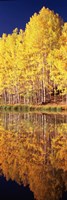 Reflection of Aspen trees in a lake, Telluride, San Miguel County, Colorado, USA Fine Art Print