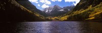 Trees in a forest, Snowmass Wilderness Area, Maroon Bells, Colorado, USA Fine Art Print