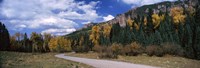 Road passing through a forest, Jackson Guard Station, Ridgway, Colorado, USA Fine Art Print