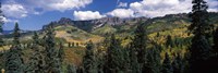 Trees on mountains, Ridgway, Colorado, USA Fine Art Print