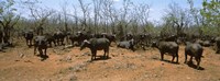 Herd of Cape buffaloes wait out in the minimal shade of thorn trees, Kruger National Park, South Africa Fine Art Print