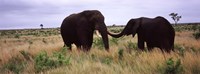 Two African elephants (Loxodonta Africana) socialize on the savannah plains, Kruger National Park, South Africa Fine Art Print