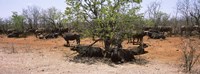 Cape buffaloes resting under thorn trees, Kruger National Park, South Africa Fine Art Print