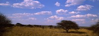 Landscape view of arid savannah in the dry season, Central Kalahari Game Reserve, Botswana Fine Art Print