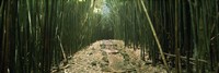 Bamboo Forest, Hana Coast, Maui, Hawaii Fine Art Print