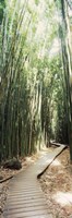 Trail in a bamboo forest, Hana Coast, Maui, Hawaii, USA Framed Print