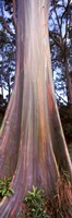Rainbow eucalyptus (Eucalyptus deglupta) tree, Hana Highway, Maui, Hawaii, USA Fine Art Print
