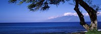 Tree at a coast, Kapalua, Molokai, Maui, Hawaii, USA Fine Art Print