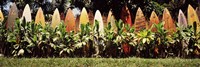 Surfboard fence in a garden, Maui, Hawaii, USA Fine Art Print