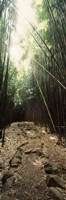 Stone path through a Bamboo forest, Oheo Gulch, Seven Sacred Pools, Hana, Maui, Hawaii, USA Fine Art Print