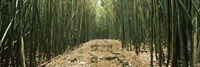 Path with stones surrounded by Bamboo, Oheo Gulch, Seven Sacred Pools, Hana, Maui, Hawaii, USA Fine Art Print
