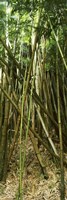 Bamboo stems, Oheo Gulch, Seven Sacred Pools, Hana, Maui, Hawaii, USA Fine Art Print