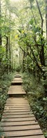 Stepped path surronded by Bamboo shoots, Oheo Gulch, Seven Sacred Pools, Hana, Maui, Hawaii, USA Fine Art Print