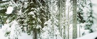 Snow covered evergreen trees at Stevens Pass, Washington State by Panoramic Images - 36" x 12"