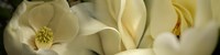 Magnolia flowers Fine Art Print