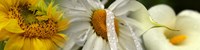 Yellow and white flowers by Panoramic Images - 48" x 12"
