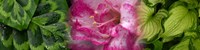 Leaves and pink flowers Fine Art Print