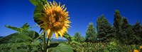 Close up of a sunflower in a field, Hood River, Oregon Fine Art Print