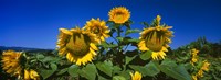 Sunflowers in a field, Hood River, Oregon Fine Art Print