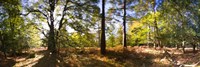 Trees in autumn at sunset, New Forest, Hampshire, England Fine Art Print