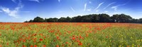 Poppies in a field, Norfolk, England Fine Art Print