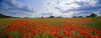 Close Up of Red Poppies in a field, Norfolk, England Fine Art Print