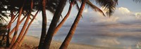 Palm trees on the beach at sunset, Rarotonga, Cook Islands Fine Art Print