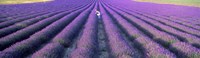 Fields of lavender, Provence-Alpes-Cote d'Azur, France Fine Art Print