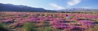 Woman in a Desert Sand Verbena field, Anza Borrego Desert State Park, California, USA Fine Art Print