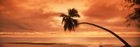 Silhouette of an old palm tree on the beach at sunset, Aitutaki, Cook Islands Fine Art Print