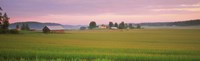 Barn and wheat field across farmlands at dawn, Finland Fine Art Print